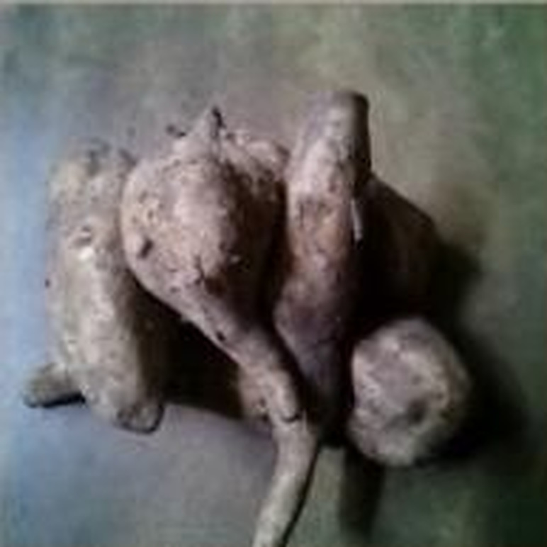 Patate douce blanche